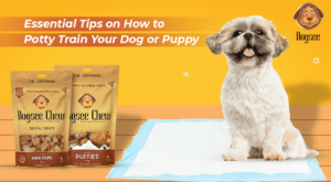 Read more about the article Will Spaying a Dog Help With Potty Training? Unveiled Truths
