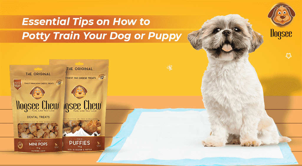You are currently viewing Will Spaying a Dog Help With Potty Training? Unveiled Truths