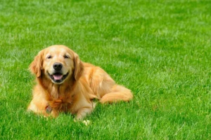Read more about the article How Long After Lawn Treatment is It Safe for Dogs? Quick Guide 2024