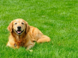 How Long After Lawn Treatment is It Safe for Dogs? Quick Guide 2024