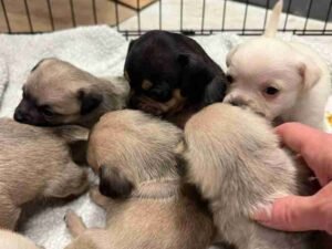 How Long Between Litters for Dogs: Quick Breeding Guide 2024