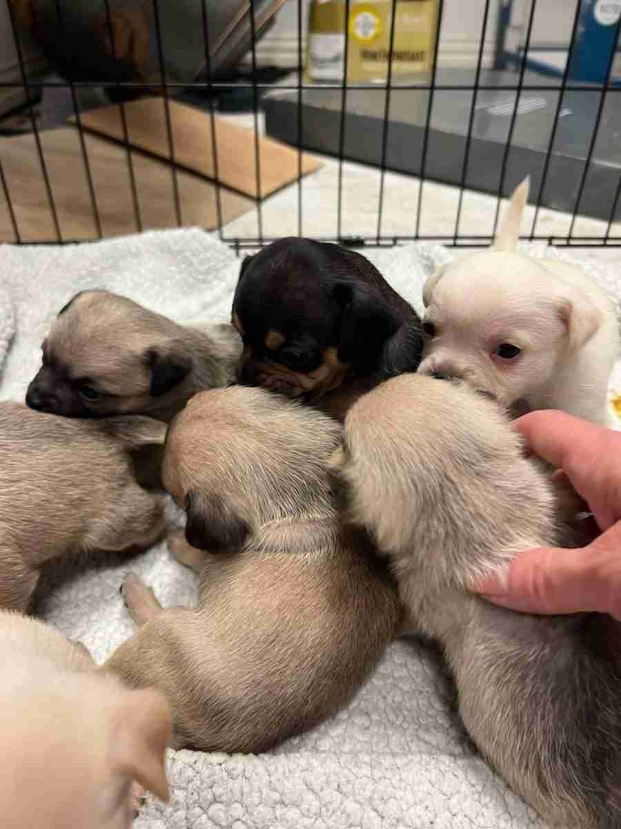 You are currently viewing How Long Between Litters for Dogs: Quick Breeding Guide 2024