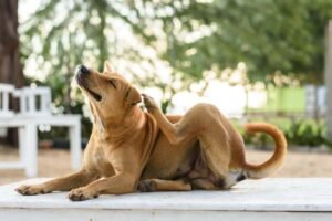 Read more about the article How Long Will My Dog Itch After Grooming? Quick Relief Tips