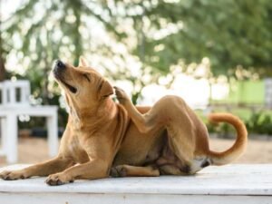 How Long Will My Dog Itch After Grooming? Quick Relief Tips