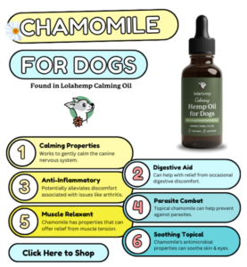 Read more about the article How Much Chamomile Tea for Dogs: Safe Dosage Tips 2024