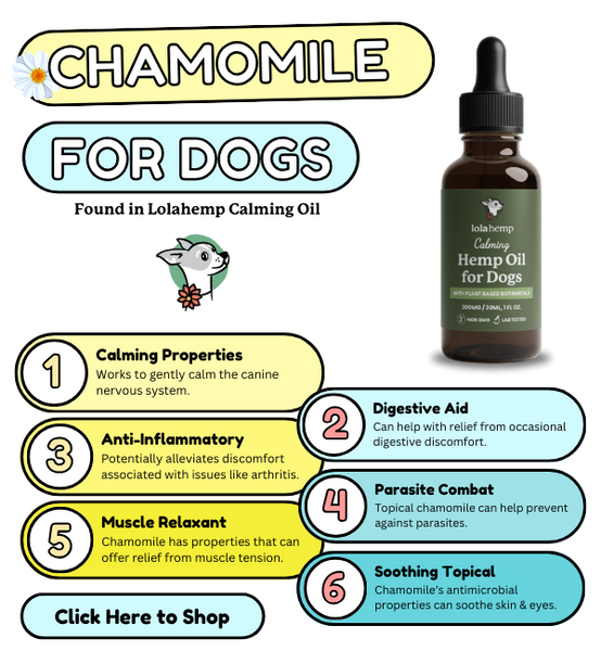 You are currently viewing How Much Chamomile Tea for Dogs: Safe Dosage Tips 2024