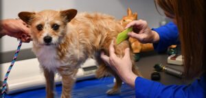 Read more about the article How Much is a Dog Dermatologist? Uncover Costs 2024!