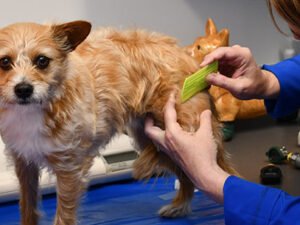 How Much is a Dog Dermatologist? Uncover Costs 2024!
