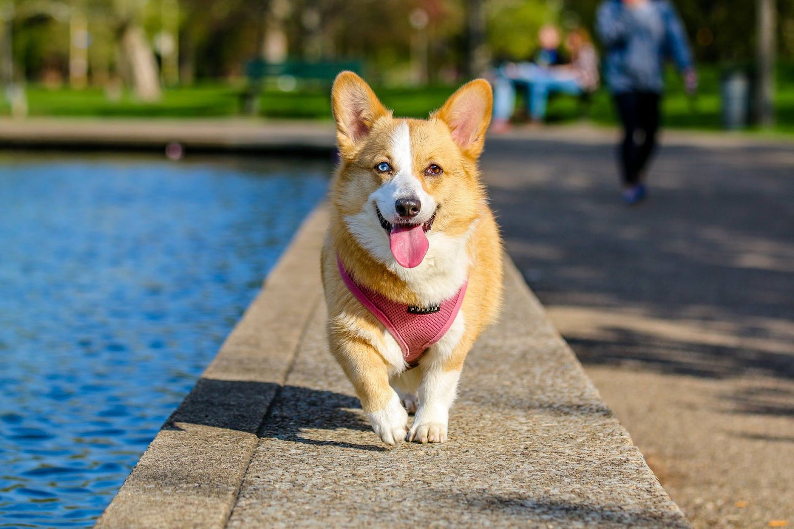 You are currently viewing How Much Kratom to Give My Dog: Essential Dosage Guide 2024