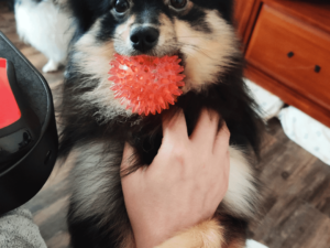 How to Fix Dirty Dog Syndrome: Quick & Effective Tips