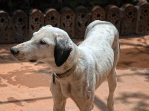 How to Get a Senior Dog to Gain Weight: 5 Nutrient-Rich Tips
