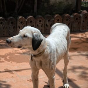Read more about the article How to Get a Senior Dog to Gain Weight: 5 Nutrient-Rich Tips