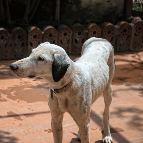 You are currently viewing How to Get a Senior Dog to Gain Weight: 5 Nutrient-Rich Tips