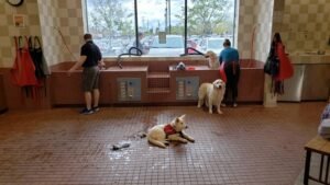 Read more about the article How to Get a Service Dog in Tennessee: An Ultimate  Step-by-Step Guide 2024