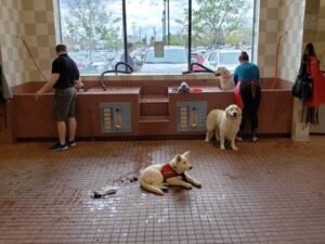 How to Get a Service Dog in Tennessee: An Ultimate  Step-by-Step Guide 2024