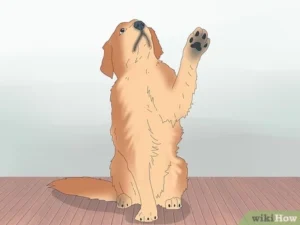 Read more about the article How to Get My Dog into Modeling: Ultimate Tips Revealed 2024