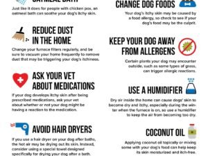 How to Get Rid of Dry Skin for Dogs: 5 Proven Tips