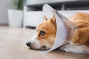 Read more about the article How to Help Dog Coughing After Surgery: Quick Relief Tips 2024