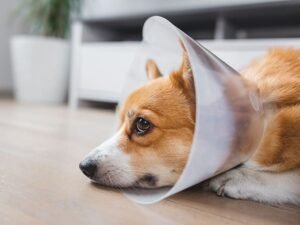 How to Help Dog Coughing After Surgery: Quick Relief Tips 2024