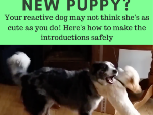 How to Introduce a Reactive Dog to a Puppy: Harmony Guide