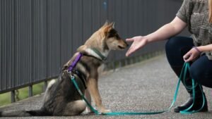 Read more about the article How to Introduce Reactive Dog to New Person: Pro Tips