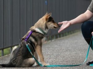 How to Introduce Reactive Dog to New Person: Pro Tips