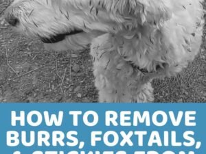 How to Keep Burrs off Dogs: Expert Tips for a Burr-Free Coat