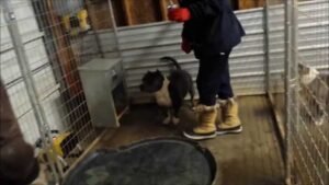 Read more about the article How to Keep Dogs Warm in Garage: Cozy Tips & Tricks 2024