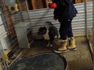 How to Keep Dogs Warm in Garage: Cozy Tips & Tricks 2024