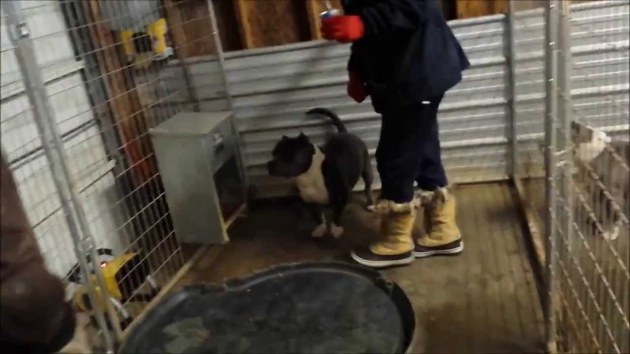 You are currently viewing How to Keep Dogs Warm in Garage: Cozy Tips & Tricks 2024