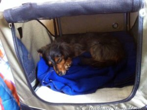 How to Keep Dogs Warm When Camping: Cozy Tips