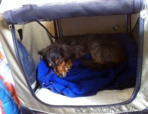 Read more about the article How to Keep Dogs Warm When Camping: Cozy Tips