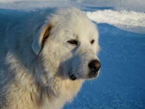 Read more about the article How to Keep Livestock Guardian Dogs from Roaming: Ultimate Pro Tips 2024