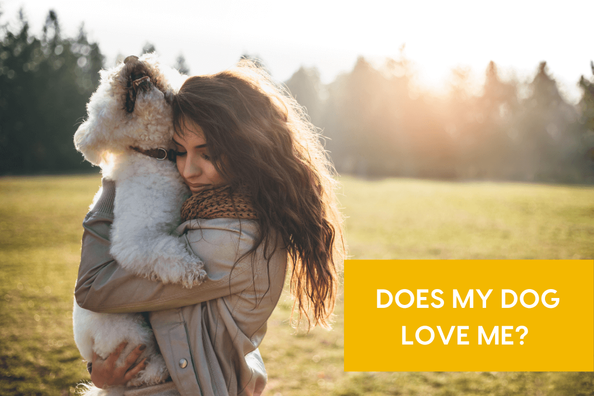 You are currently viewing How to Know If My Dog Loves Me Quiz: Ultimate Bond Test
