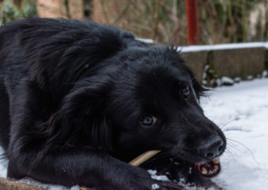 Read more about the article How to Prepare Deer Antlers for Dogs: Safe Chews Guide 2024