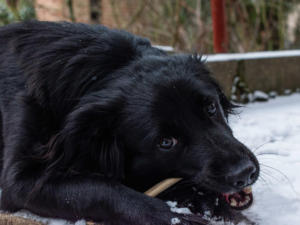 How to Prepare Deer Antlers for Dogs: Safe Chews Guide 2024