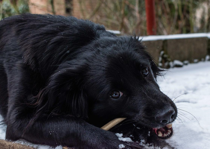 You are currently viewing How to Prepare Deer Antlers for Dogs: Safe Chews Guide 2024