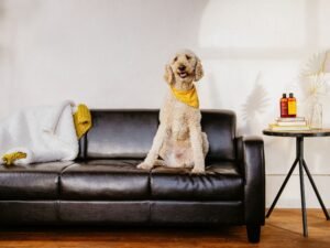 How to Shield Your Leather Furniture from Playful Pups