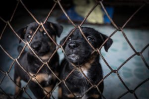 Read more about the article How to Rehabilitate a Puppy Mill Dog: A Loving Guide