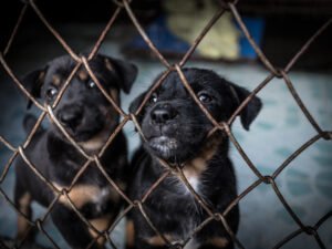 How to Rehabilitate a Puppy Mill Dog: A Loving Guide