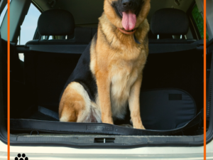 How to Secure Dog in Cargo Area of SUV: Safe Pet Tips