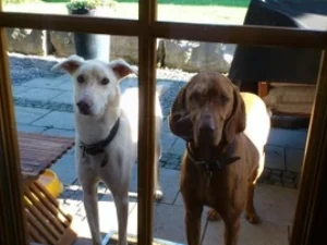 How to Stop a Dog from Jumping on a Door: Expert Tips
