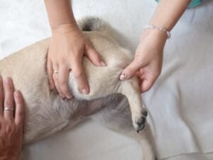 How to Strengthen Old Dog’s Hind Legs: Ultimate Tips 2024