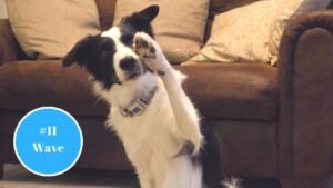 Read more about the article How to Teach a Dog to Wave: Simple Steps for Success