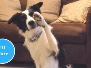 How to Teach a Dog to Wave: Simple Steps for Success