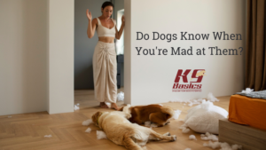 Read more about the article How to Tell Your Dog You’re Mad: Clear & Kind Methods