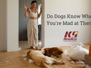 How to Tell Your Dog You’re Mad: Clear & Kind Methods