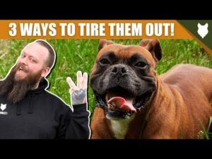 Read more about the article How to Tire Out a Boxer Dog: Fun Activities and Tips