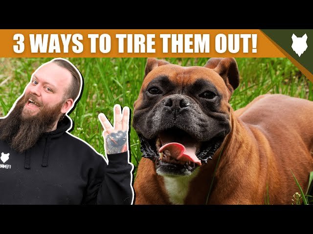You are currently viewing How to Tire Out a Boxer Dog: Fun Activities and Tips