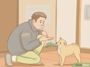 Read more about the article How to Tire Out a Dog Quickly: Proven Tips for Busy Owners 2024